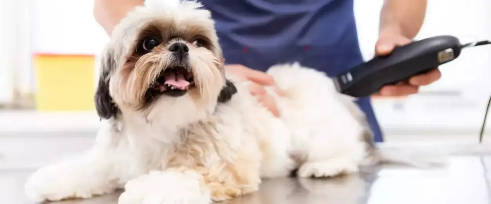 first puppy grooming tips