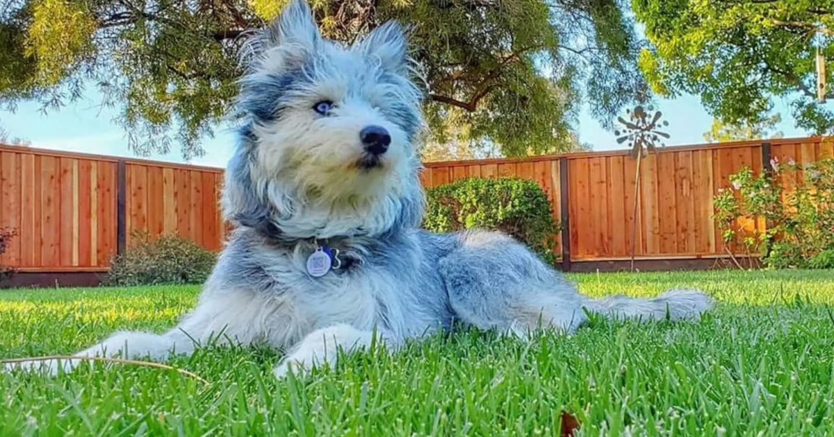 Most popular types of doodle dogs 