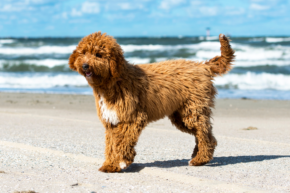 Most popular types of doodle dogs 3
