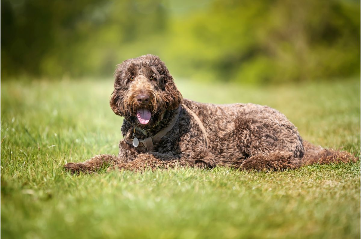 Most popular types of doodle dogs 3