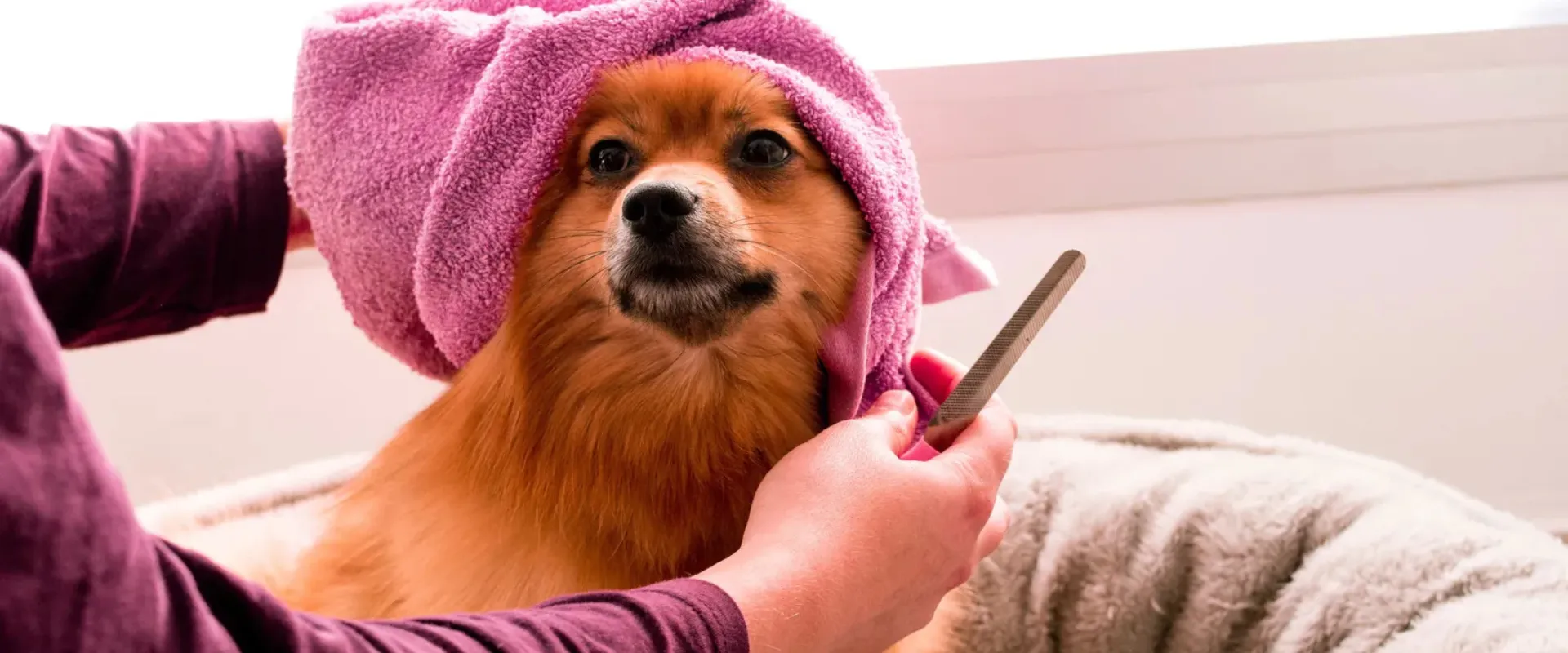 puppy care grooming