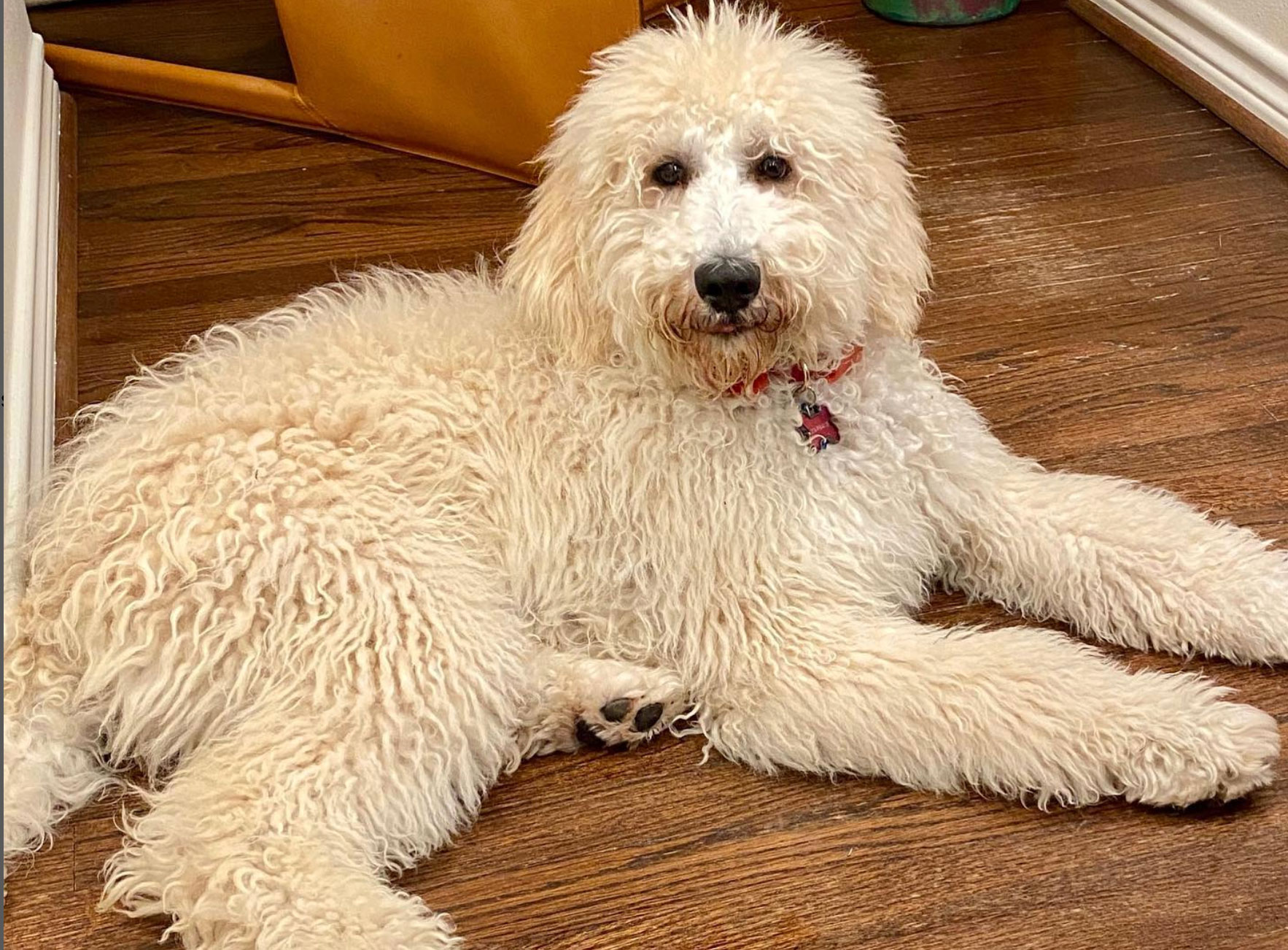 Most Popular Types of Doodle Dog