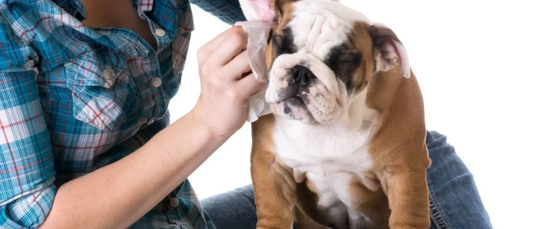 safe dog wipes