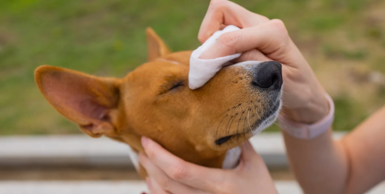 safely using grooming wipes for dog