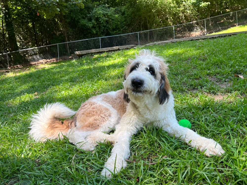 Most popular types of doodle dogs 
