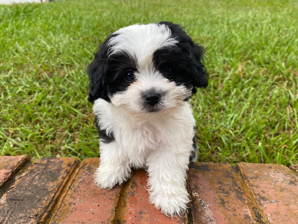Most popular types of doodle dogs 