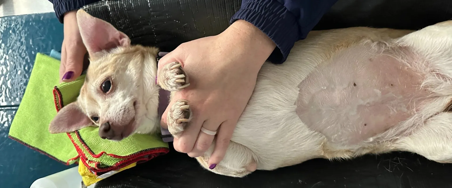 soothe razor burn dogs