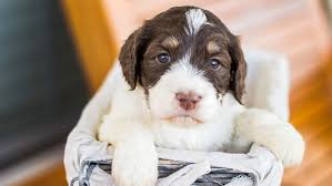 Most popular types of doodle dogs 