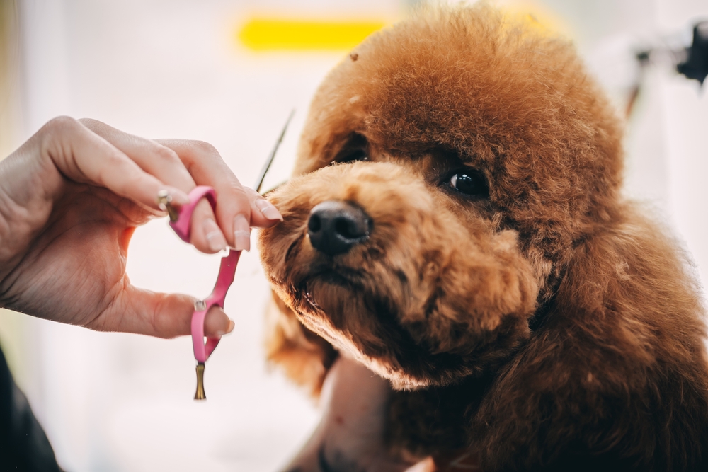 summer grooming mistakes 