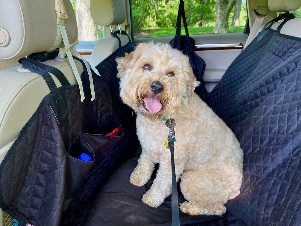 Most popular types of doodle dogs 