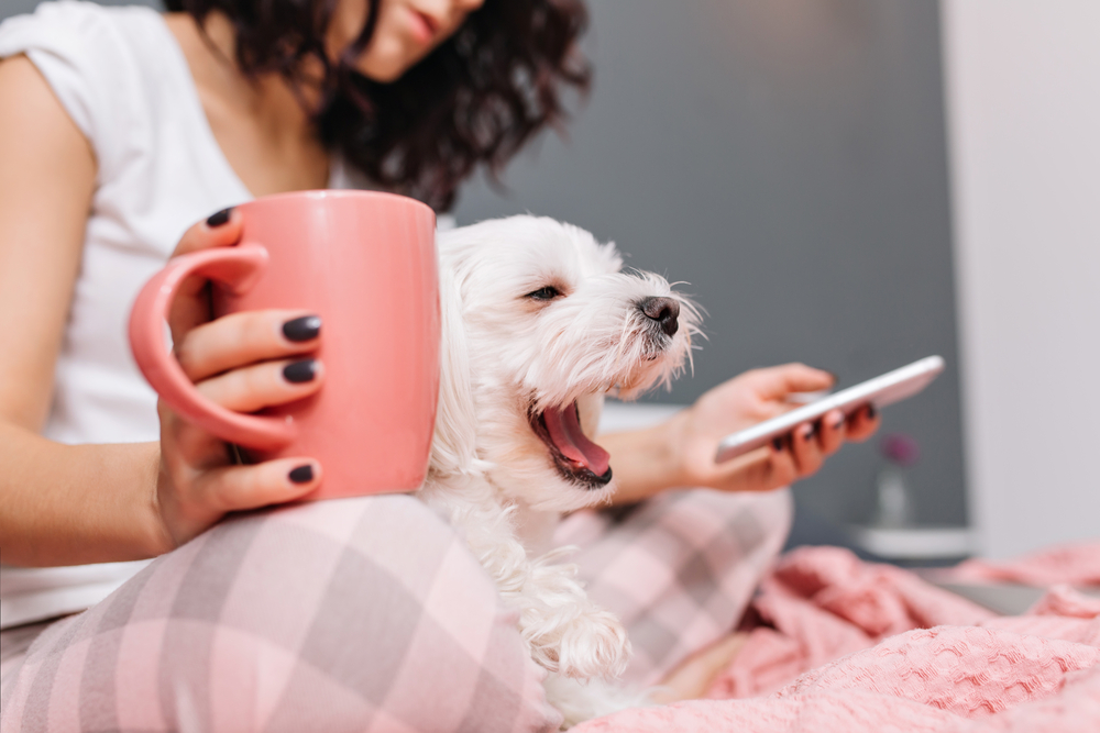 why do dogs yawn