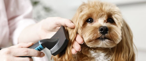 Dog shedding tips