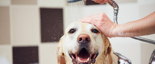 Grooming during shedding