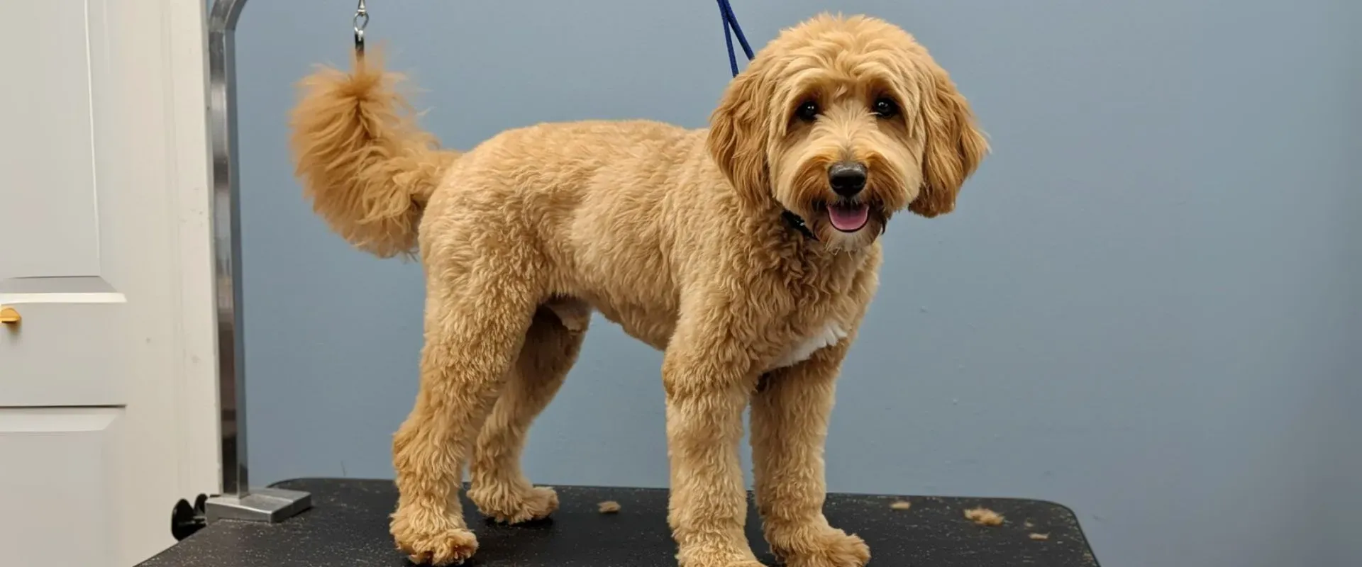 best haircuts for doodles