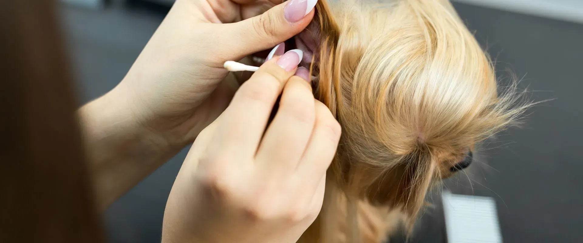dog ear mites vs ear wax