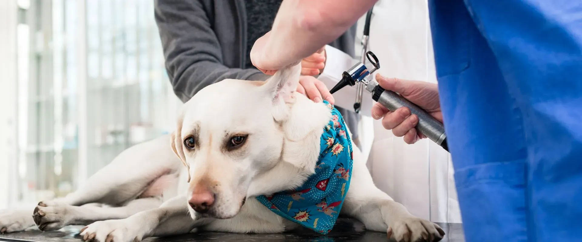 dog ear mites vs wax