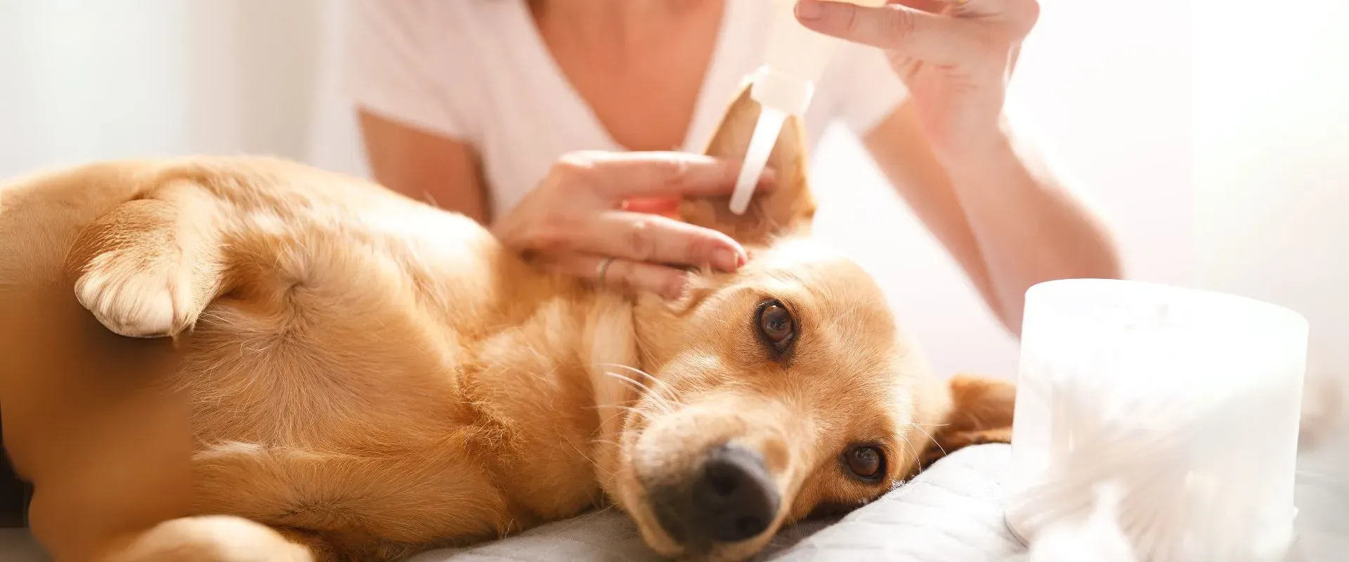 dog ear mites