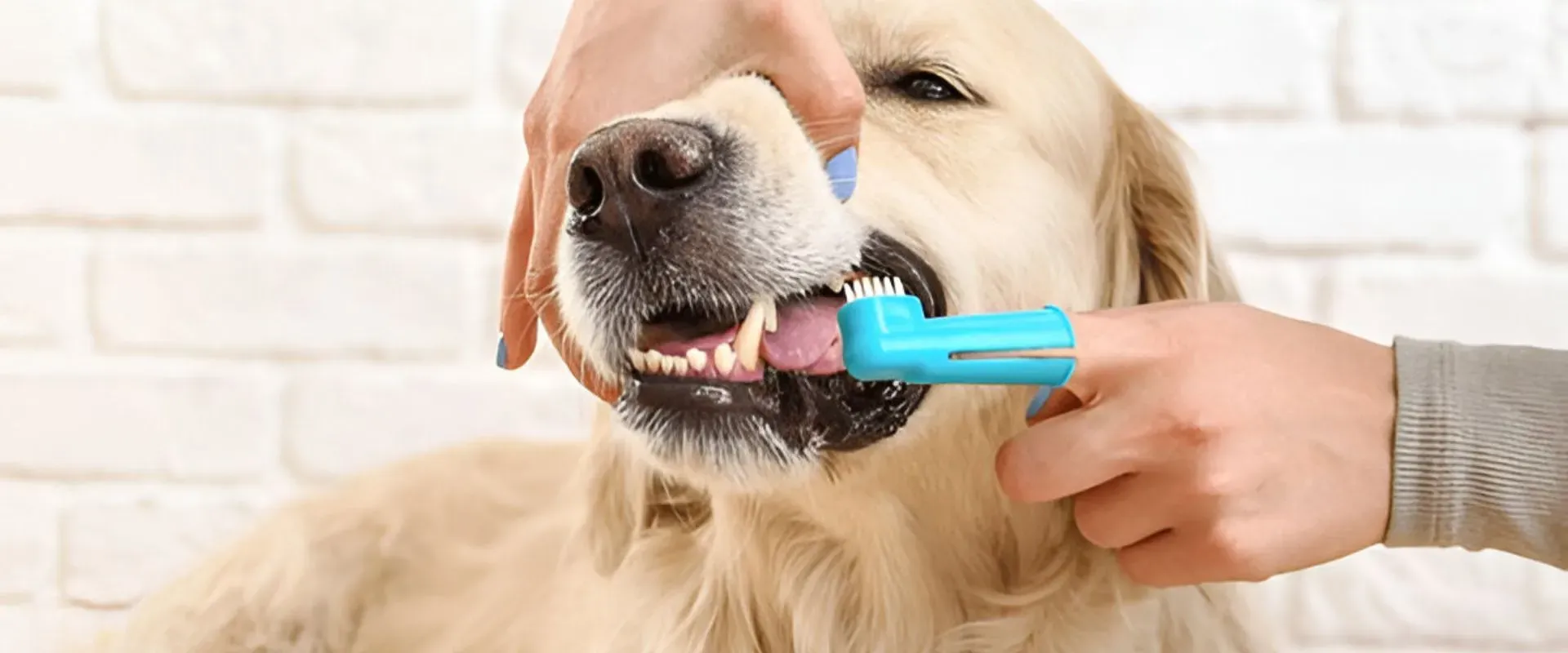 dog teeth cleaning tips
