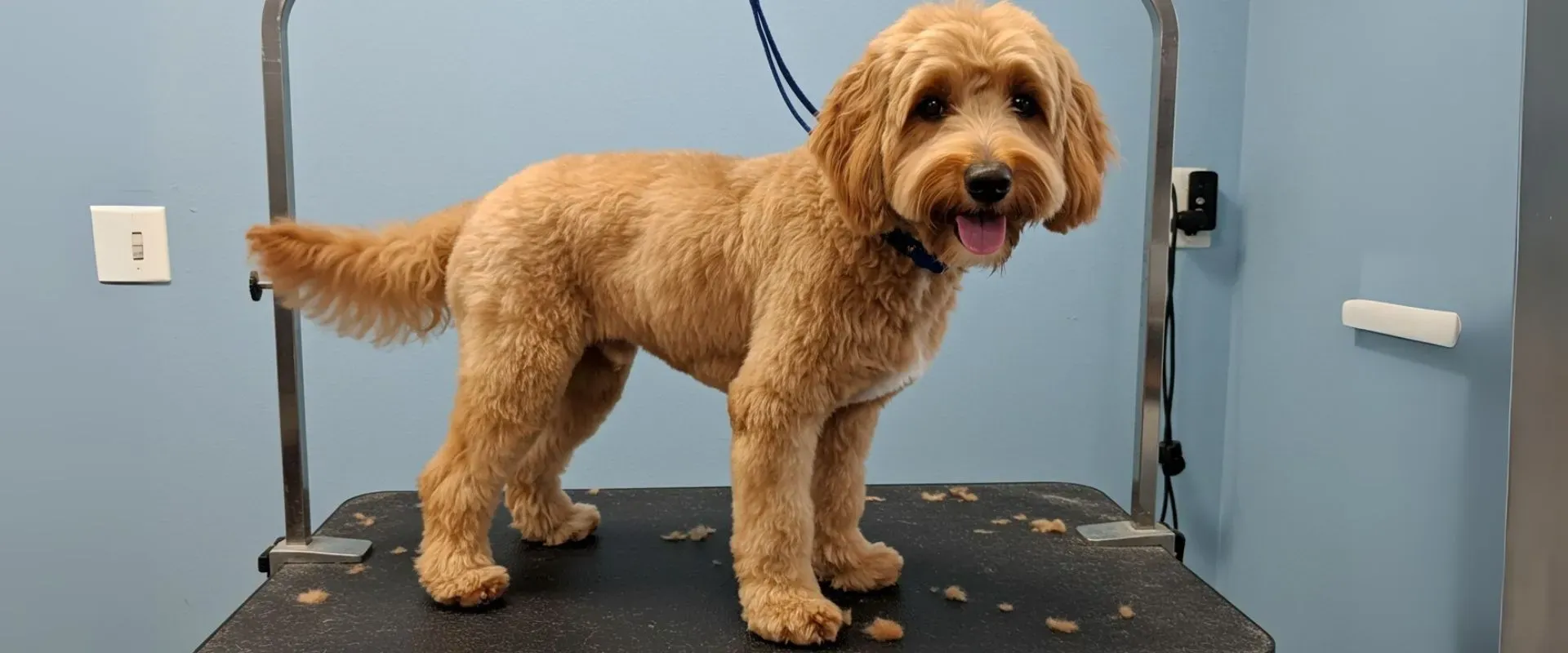 golden doodle haircuts styles