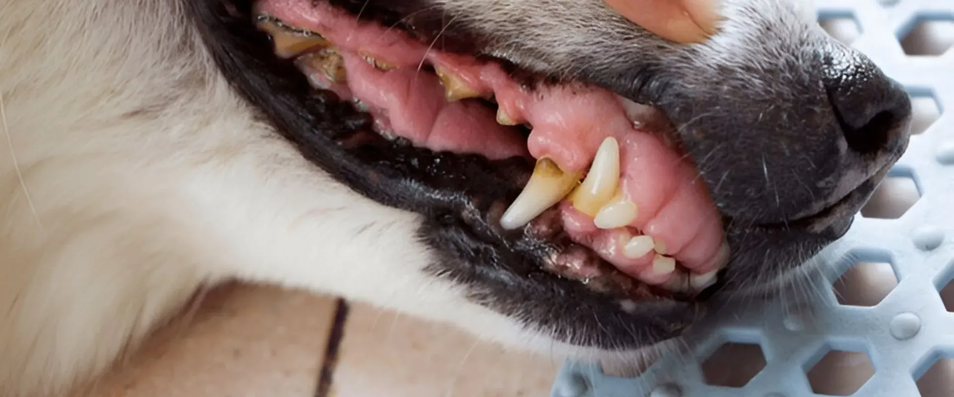 how to brush dog's teeth