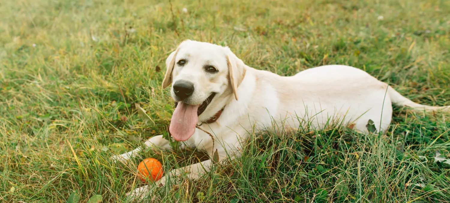 Best Large Dog Breeds