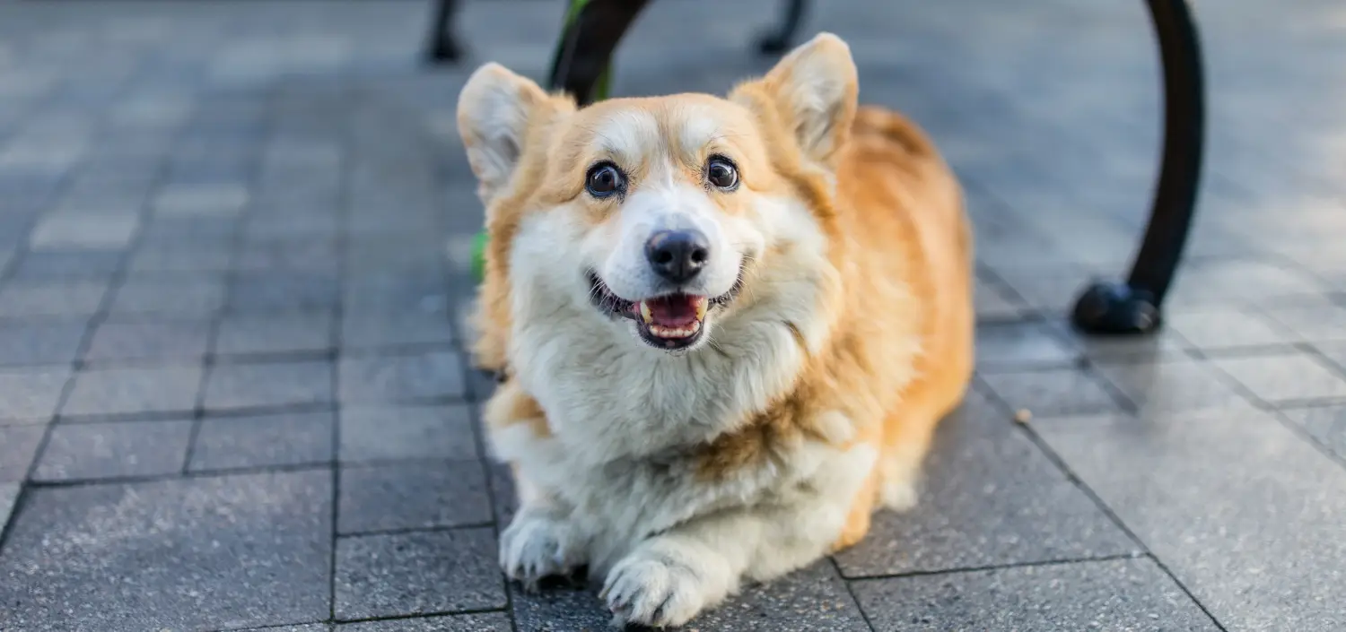 Corgi