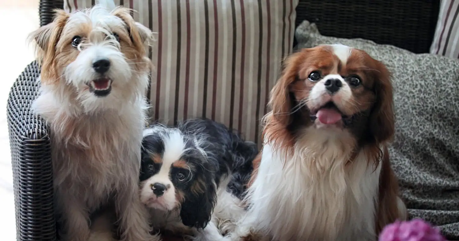 Cutest Dog Breeds Ever