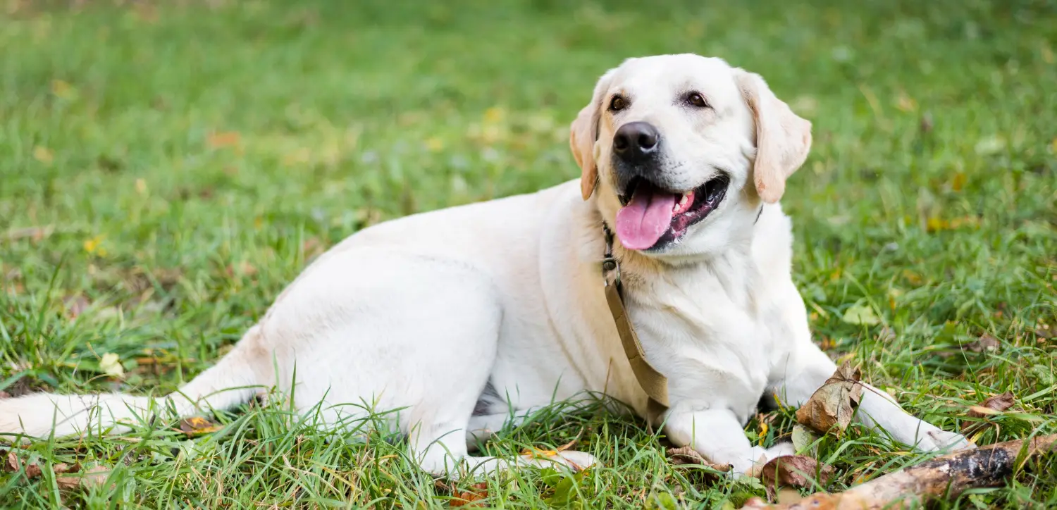 Labrador Retriever