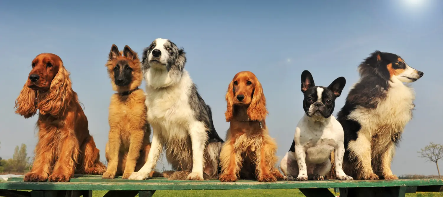 Medium Dog Breeds