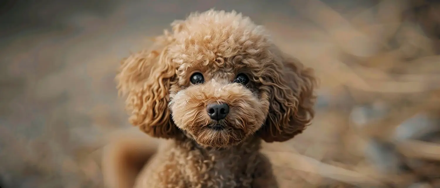 Poodle small dog breed