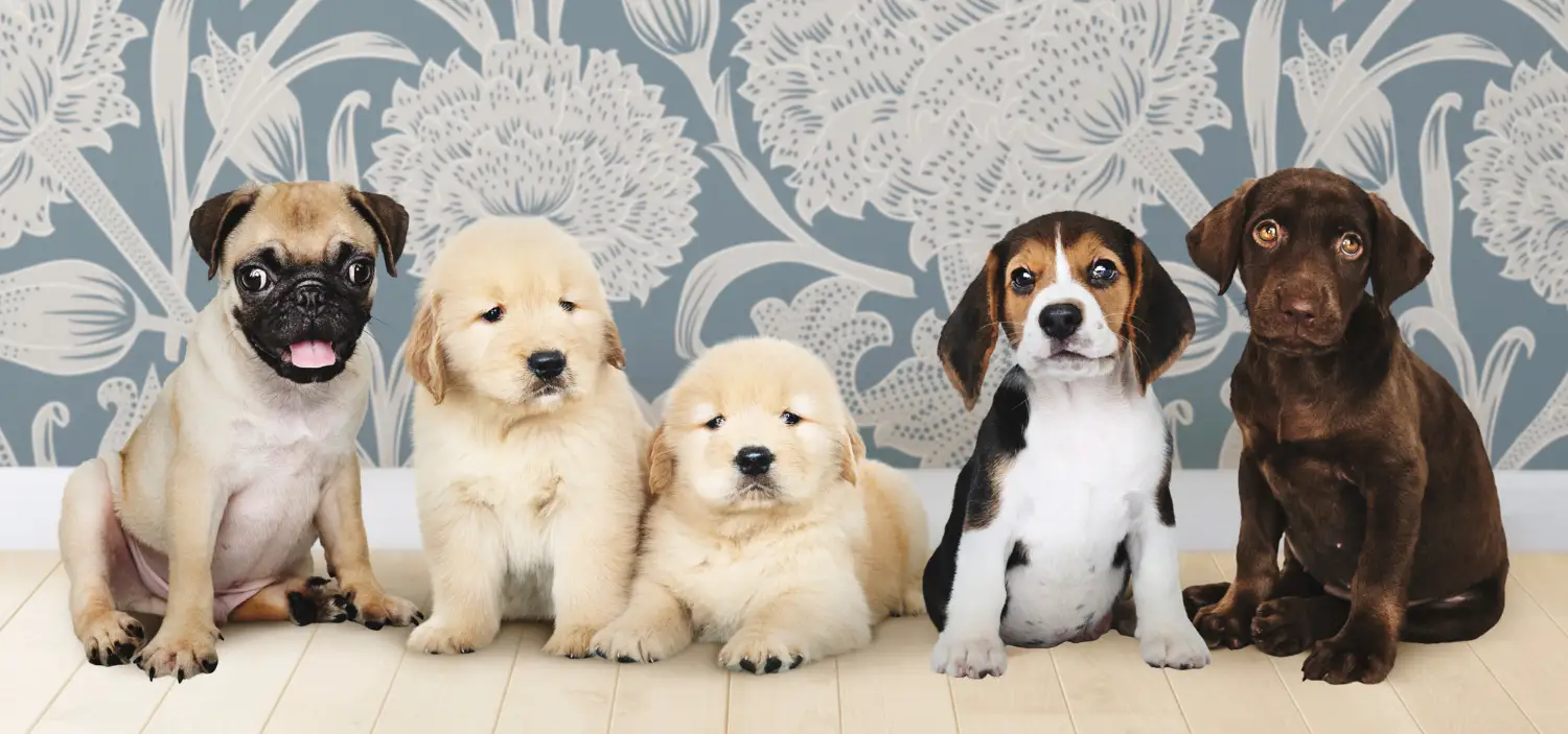 Small Dog Breeds that Don’t Shed