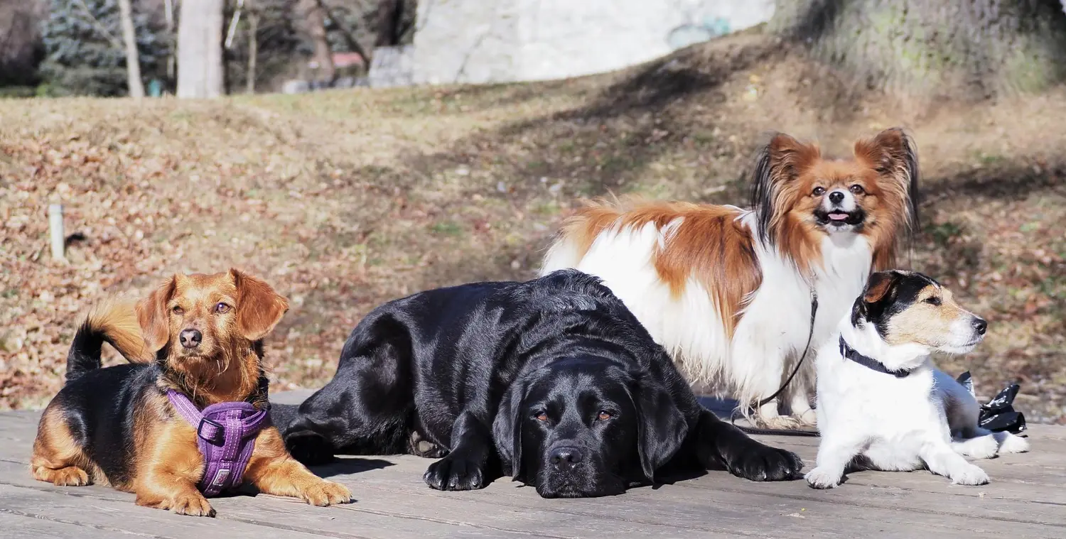 Top 15 Medium Dog Breeds