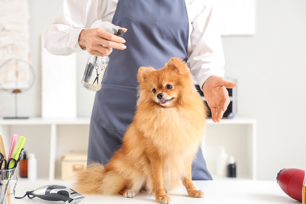 dog sprayed by skunk