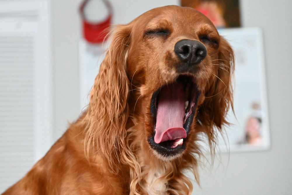 why-do-dogs-yawn
