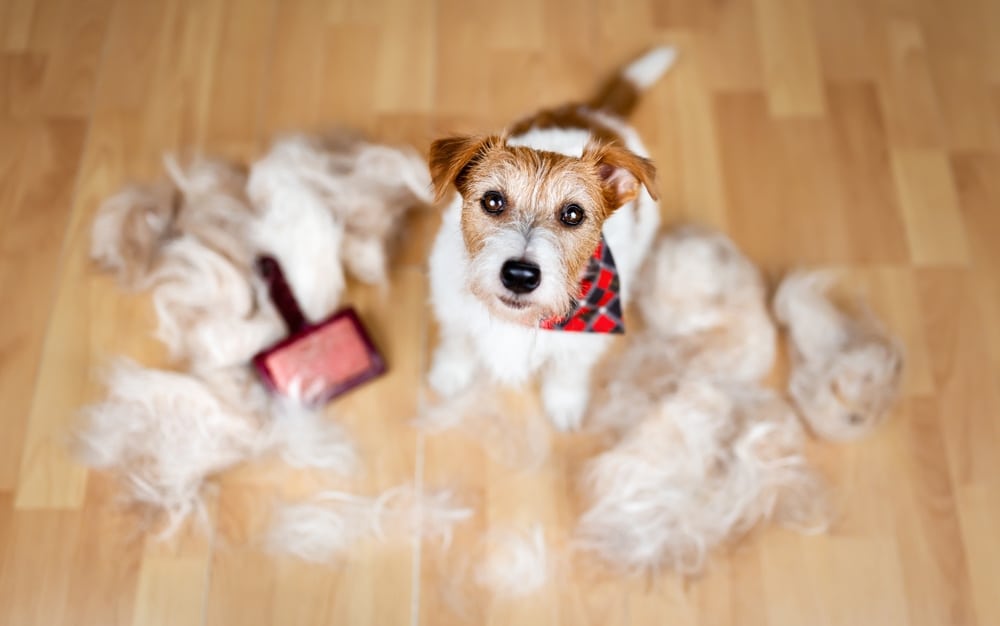 why is my dog shedding so much