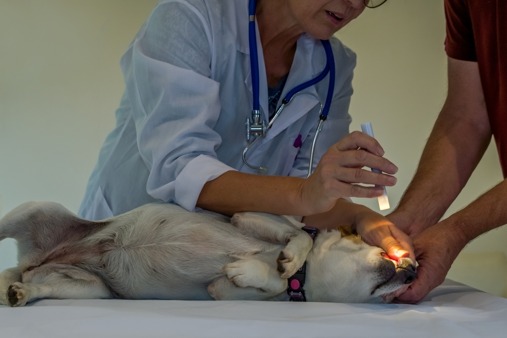 Pain Relief for Dogs