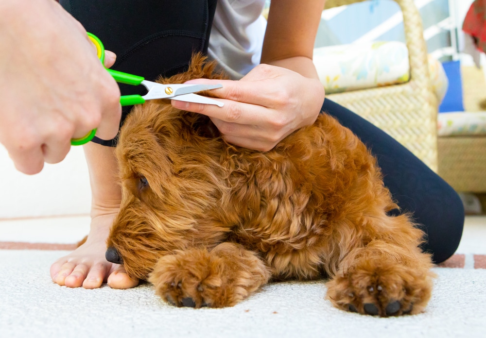 Goldendoodle-Haircuts