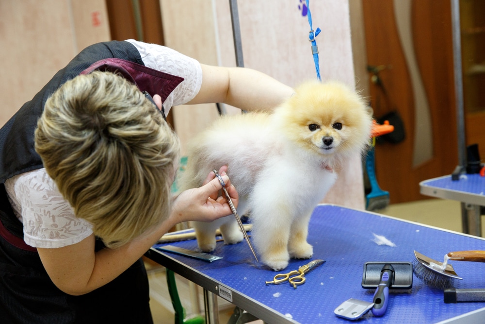 Mobile Dog Grooming Near Me