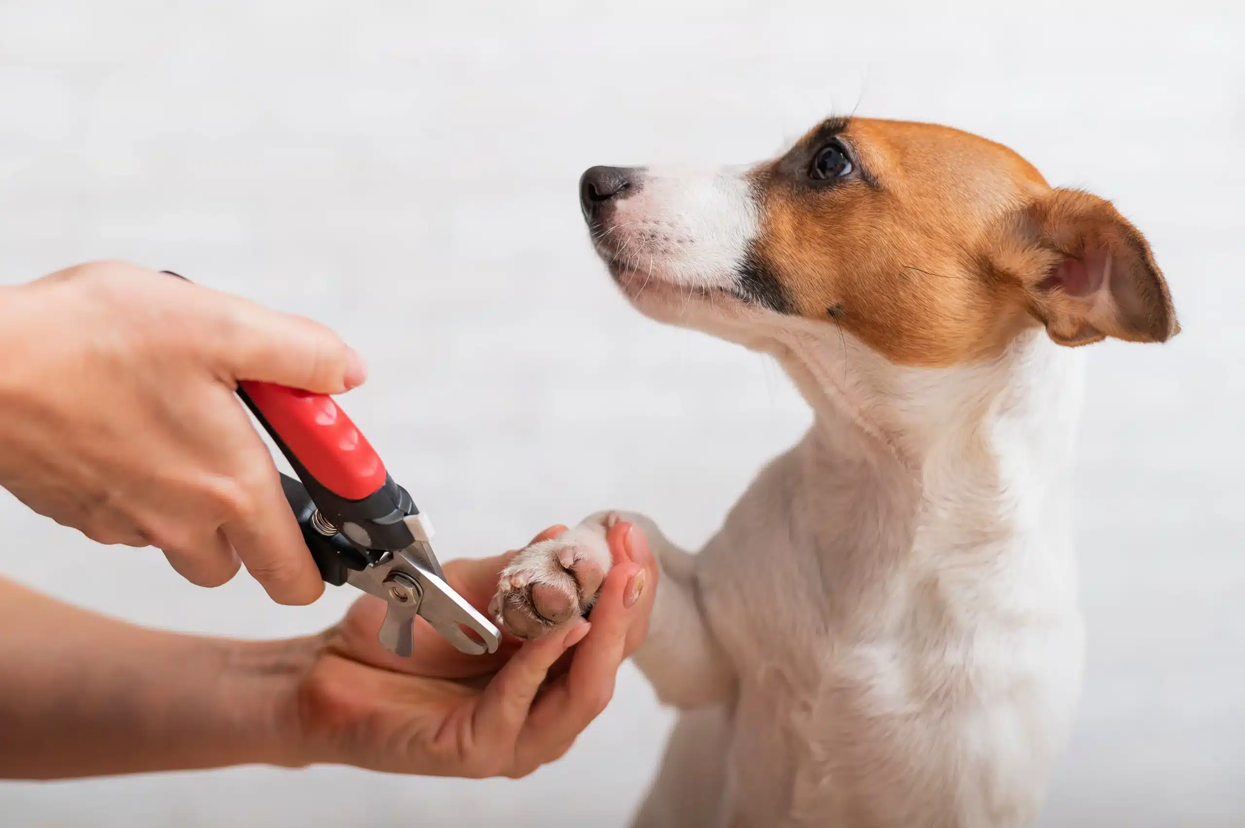 Groomer trimming a dog's nails with clippers