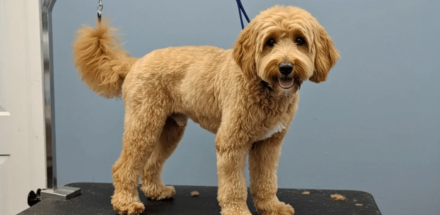 Groomed goldendoodle standing on a grooming table
