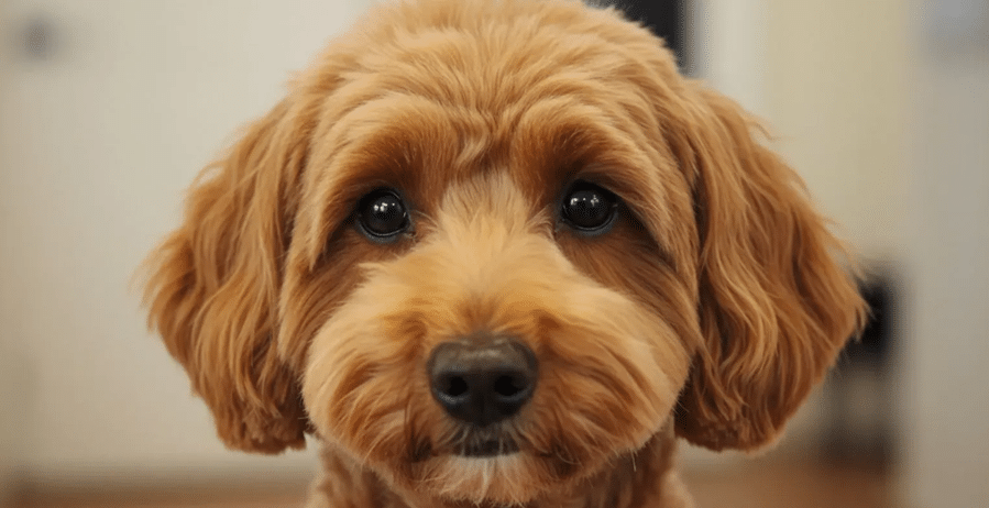 Close-up of an apricot doodle's curly face and coat