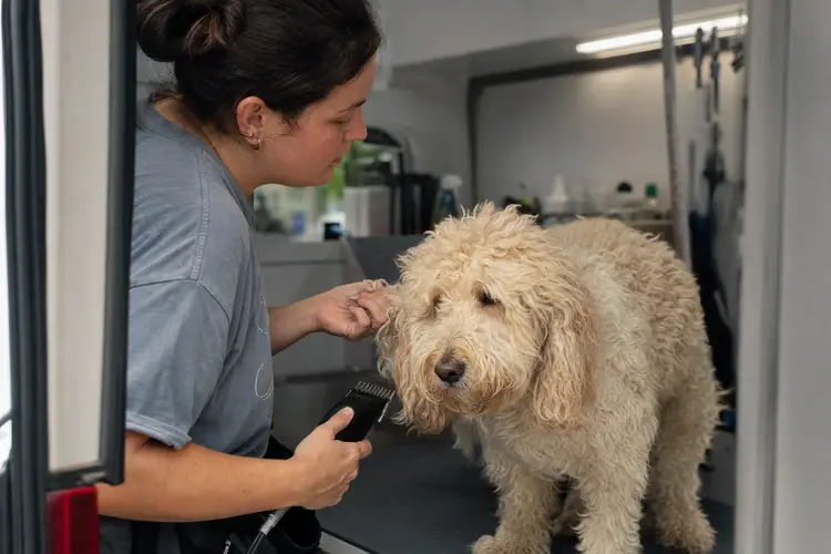 Groomer trimming a cream doodle inside the mobile grooming van