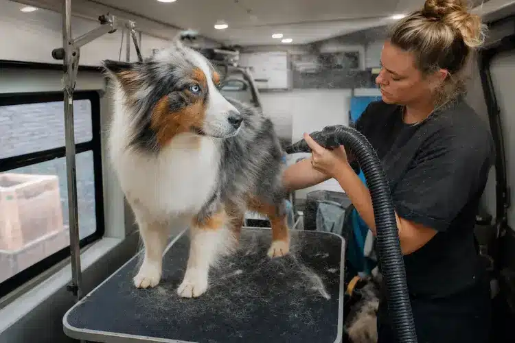 Groomer blow-drying an Australian shepherd inside the grooming van