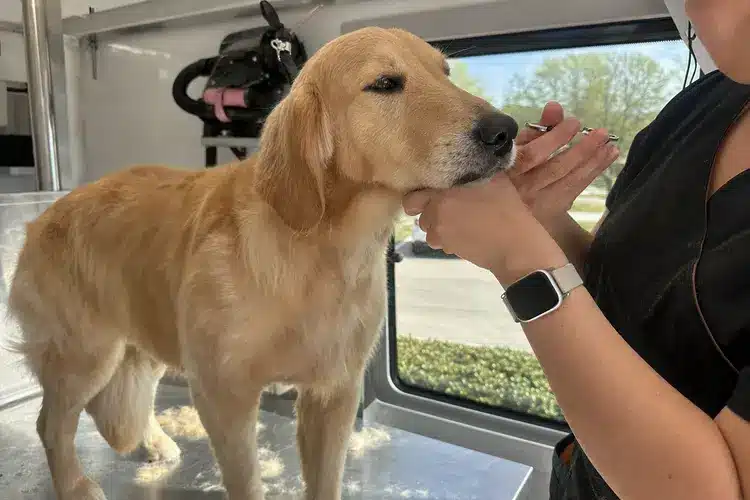 Kontota groomer brushing a golden retriever inside the mobile grooming van