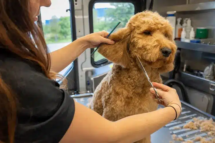 Kontota groomer working on an apricot doodle inside the mobile grooming van