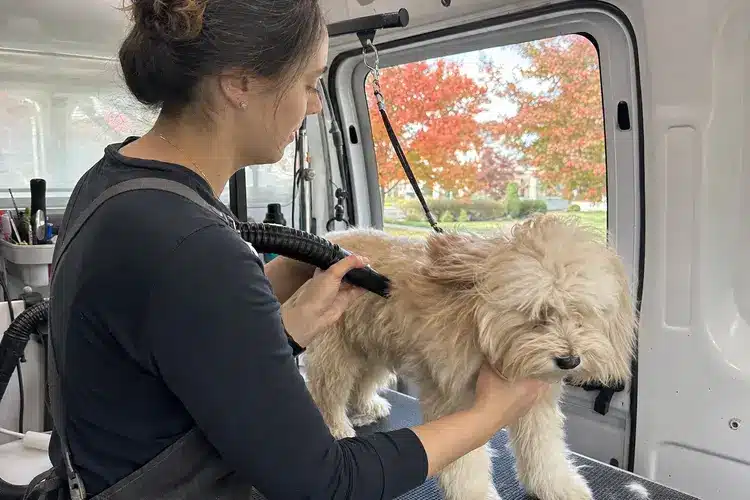 Groomer brushing out a doodle's coat beside the mobile grooming van