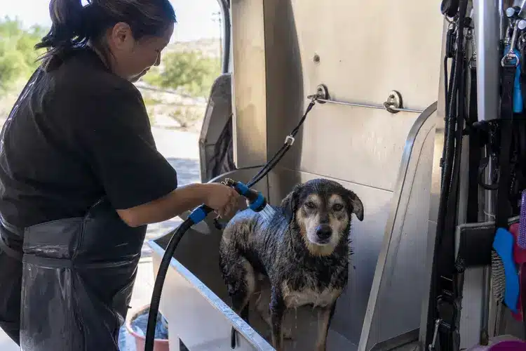 Groomer working calmly with a dog inside the Kontota grooming van