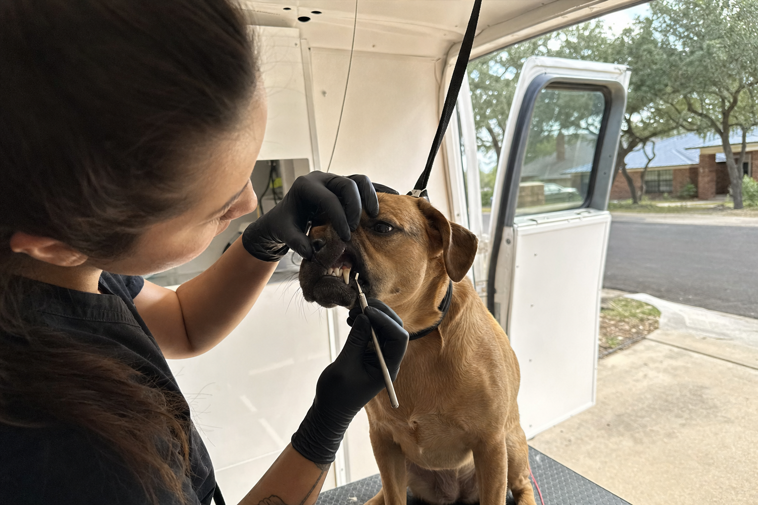 Dog Dental Care in Austin: Why Grooming Day Is Also Teeth Day