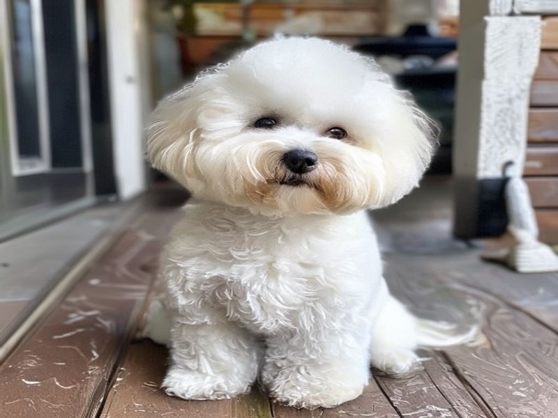 Bichon frise after a full breed trim by a Kontota groomer
