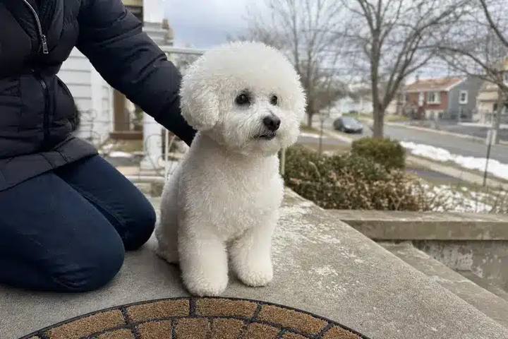 Freshly groomed white poodle with its owner outside the home